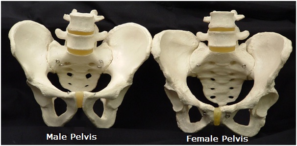 Male vs Female Pelvis 
